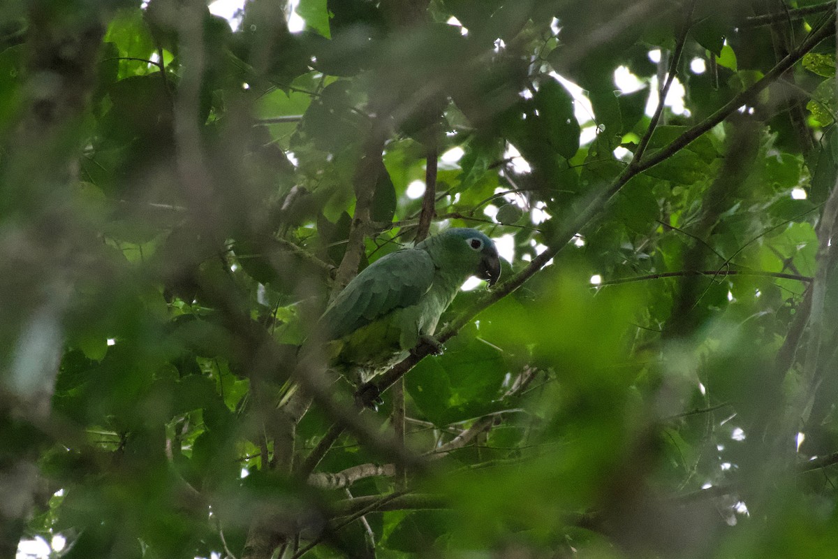 Amazona Harinosa - ML301701271