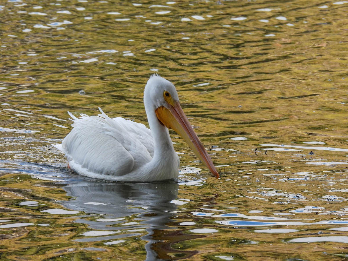 American White Pelican - ML301701471