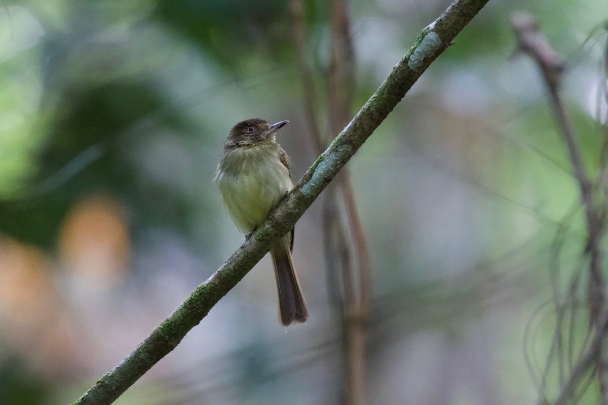 Sepia-capped Flycatcher - ML301701801