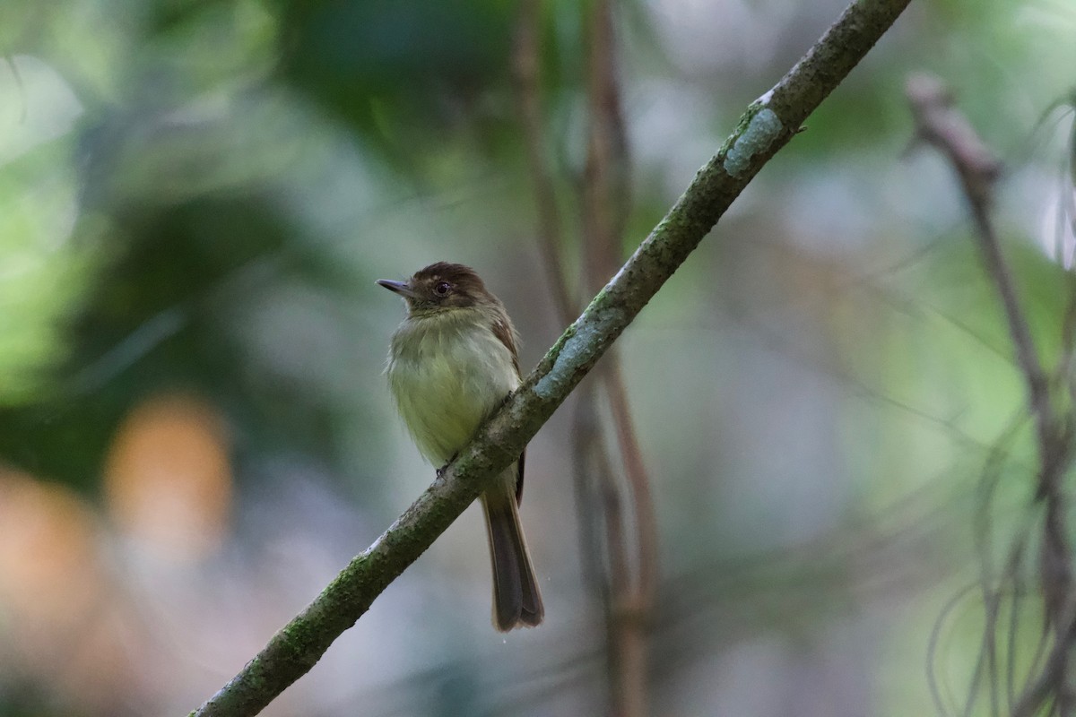 Sepia-capped Flycatcher - ML301701821