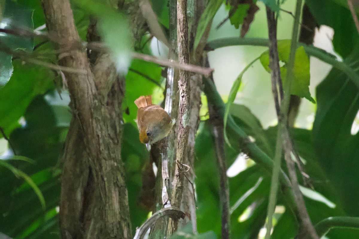 Tawny-crowned Greenlet - ML301701861