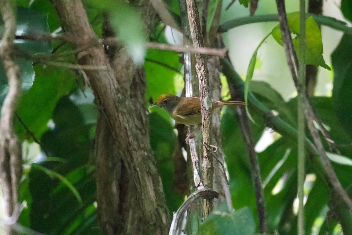 Tawny-crowned Greenlet - ML301701871