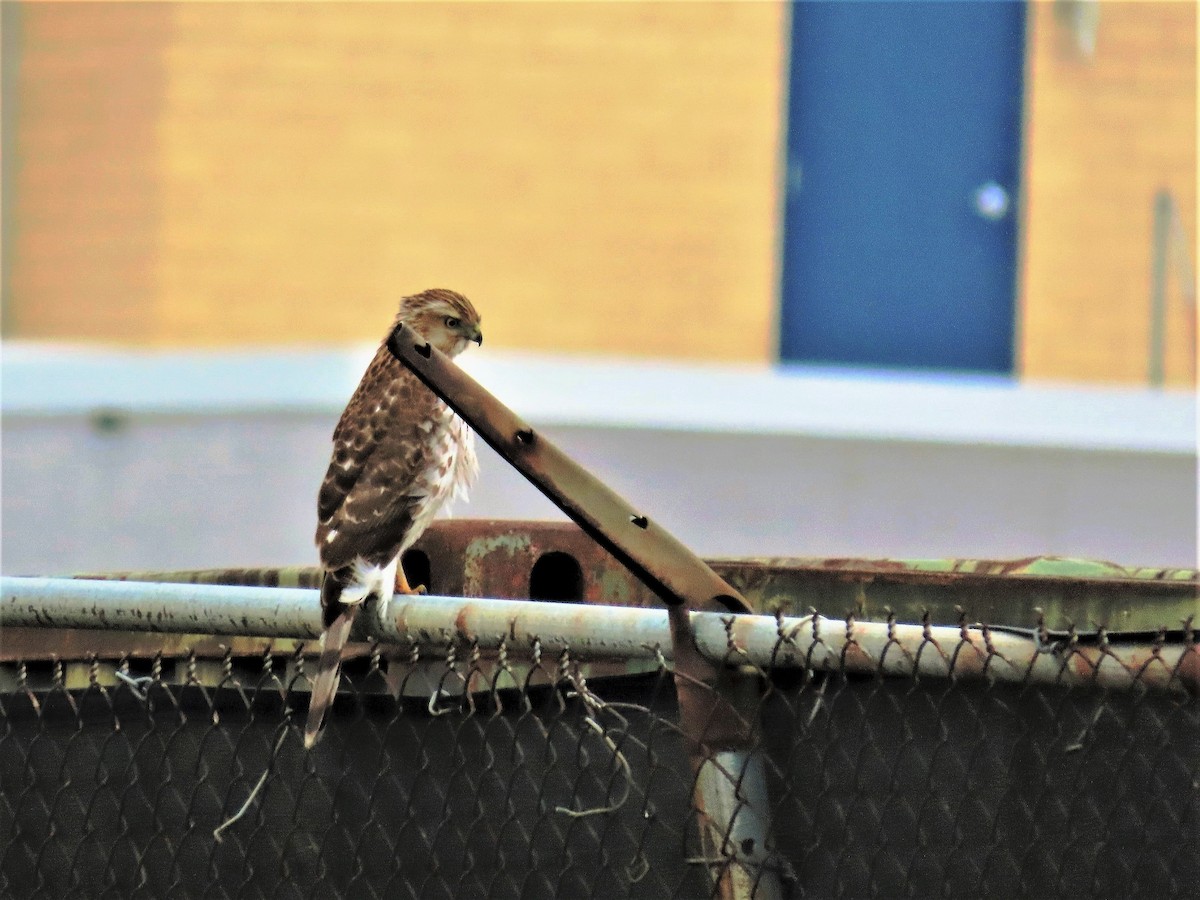 Cooper's Hawk - ML301702241