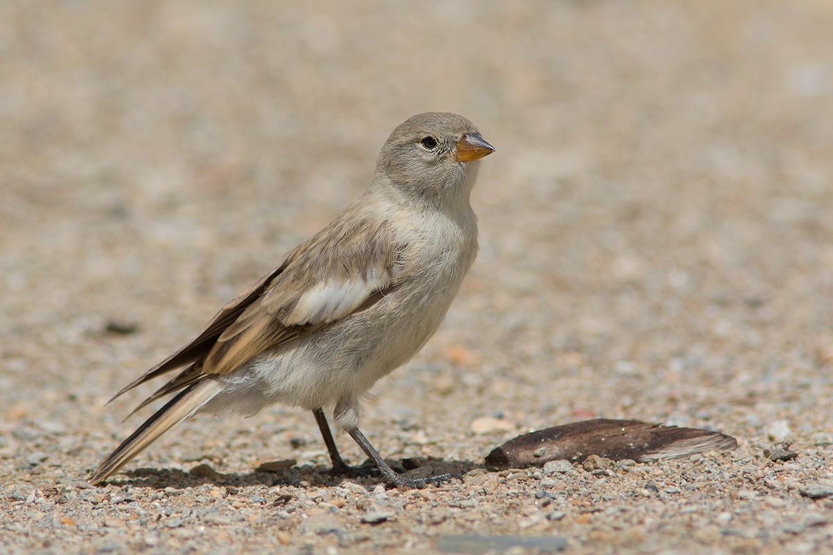 Black-winged Snowfinch - Ayuwat Jearwattanakanok