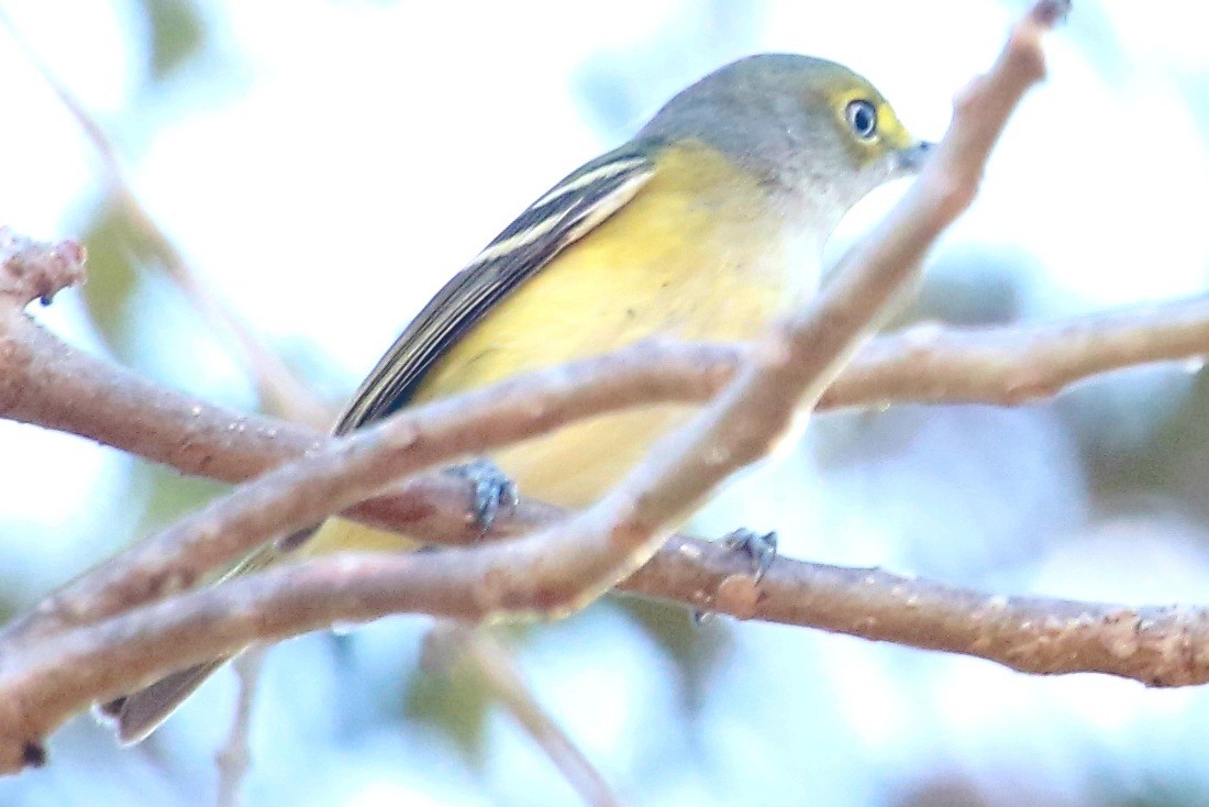 White-eyed Vireo - ML301703541