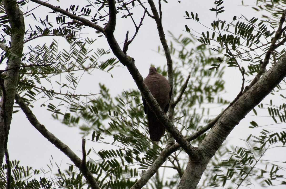 Short-billed Pigeon - ML301705801