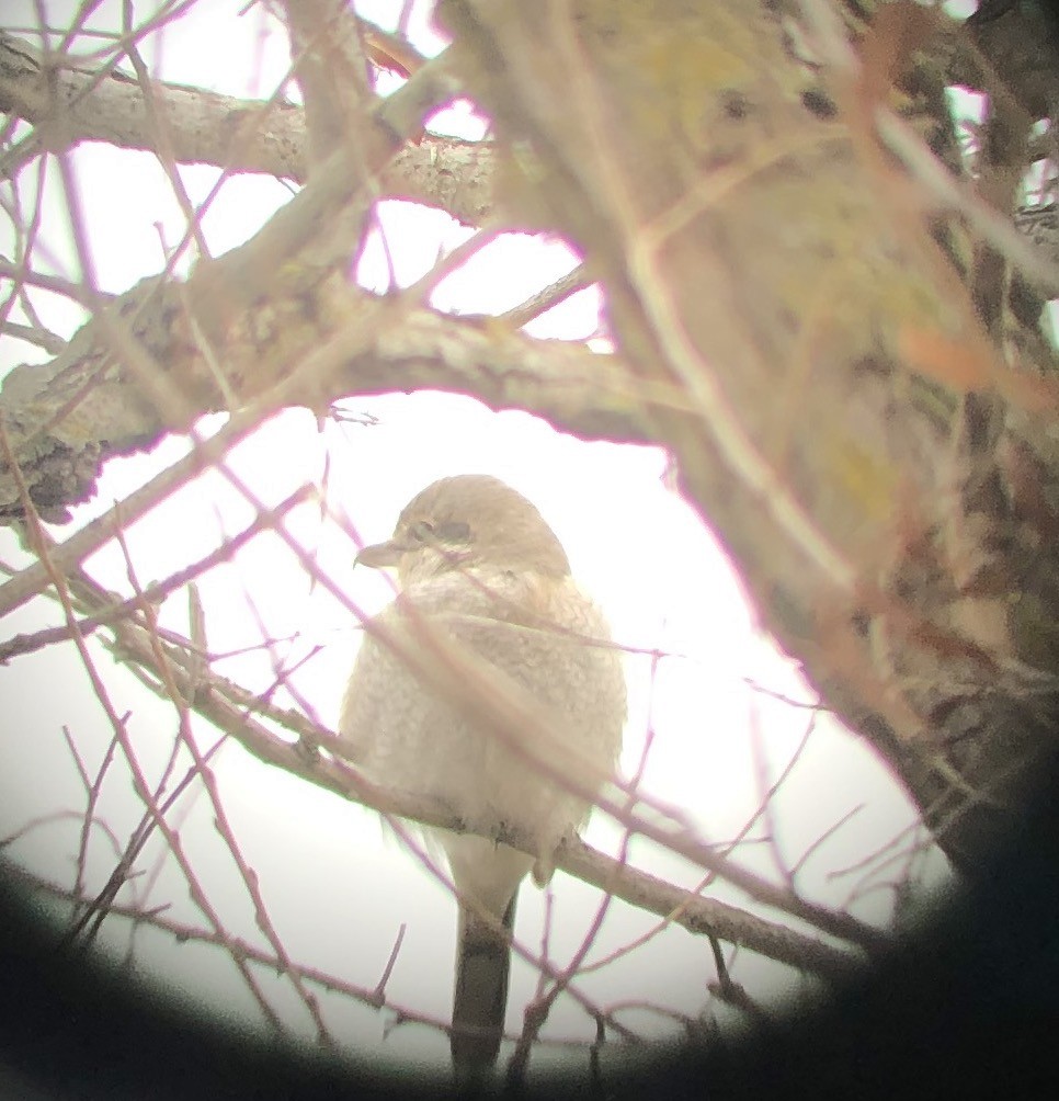 Northern Shrike - ML301706561