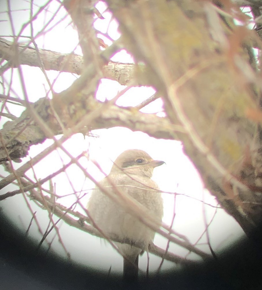 Northern Shrike - ML301706571