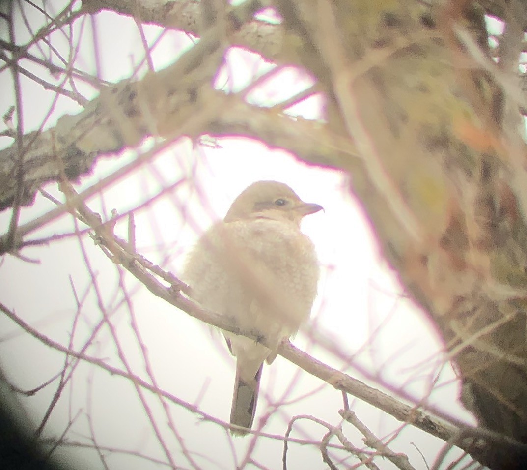 Northern Shrike - ML301706581