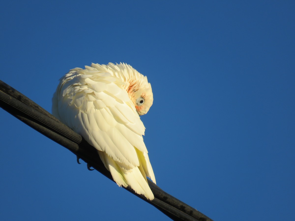 Cacatoès corella - ML301714191