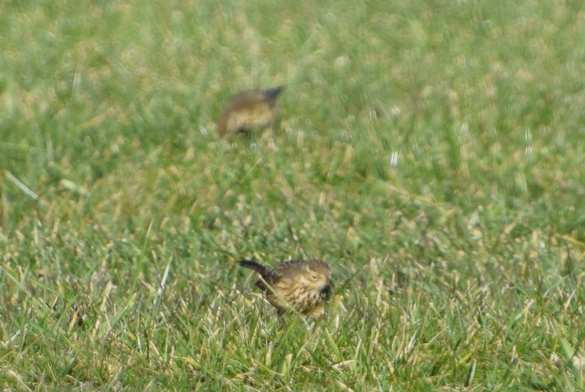 American Pipit - ML301714241