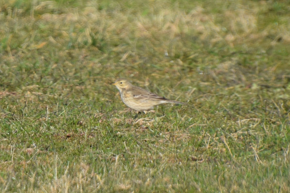 Pipit d'Amérique - ML301714251