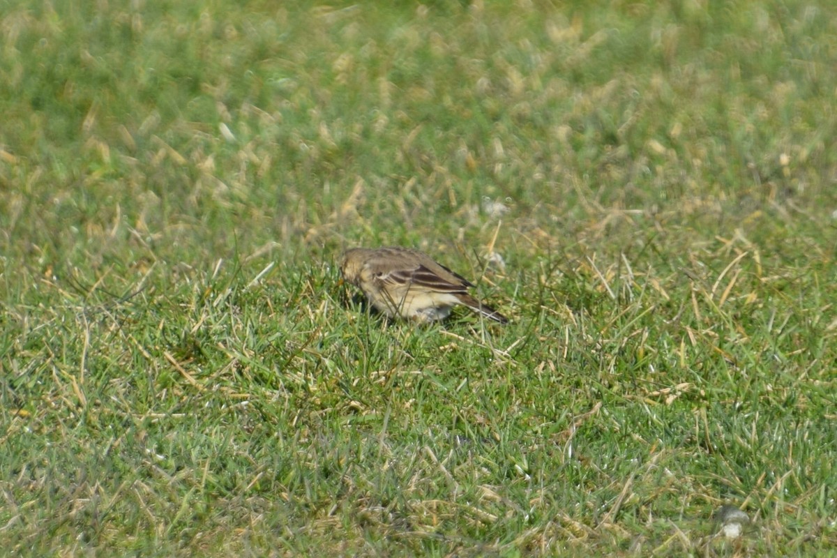 American Pipit - ML301714261