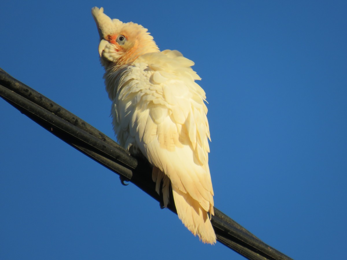 Cacatoès corella - ML301714291