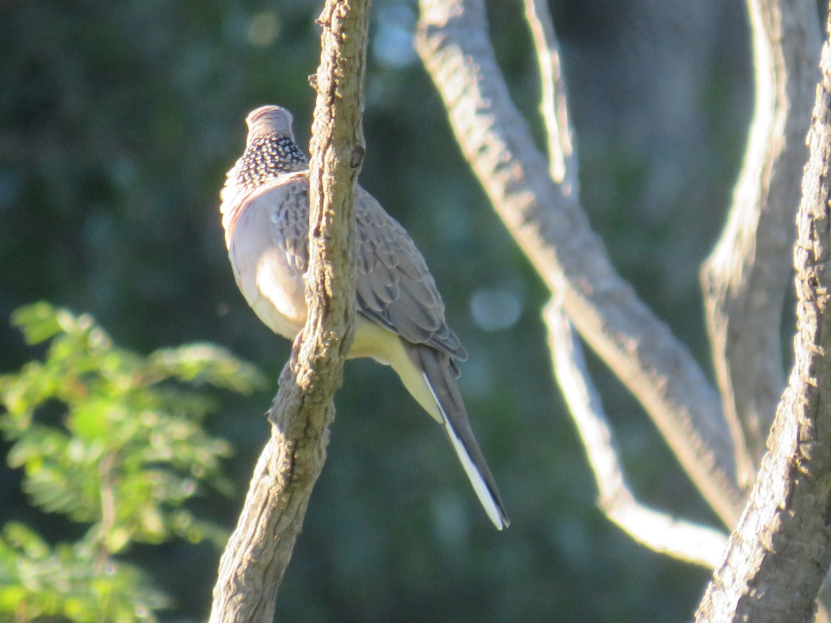 Spotted Dove - ML301714321