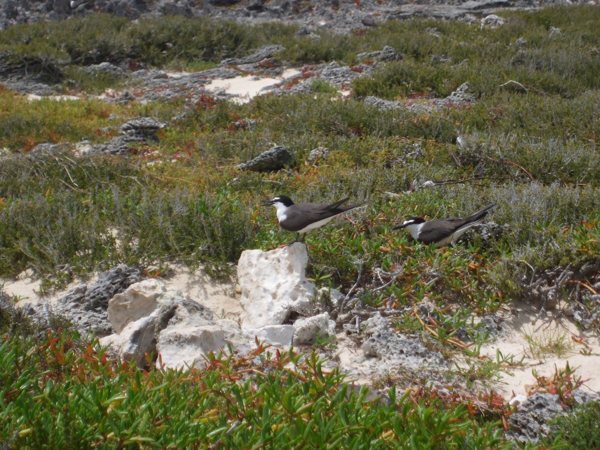 Bridled Tern - ML301716661