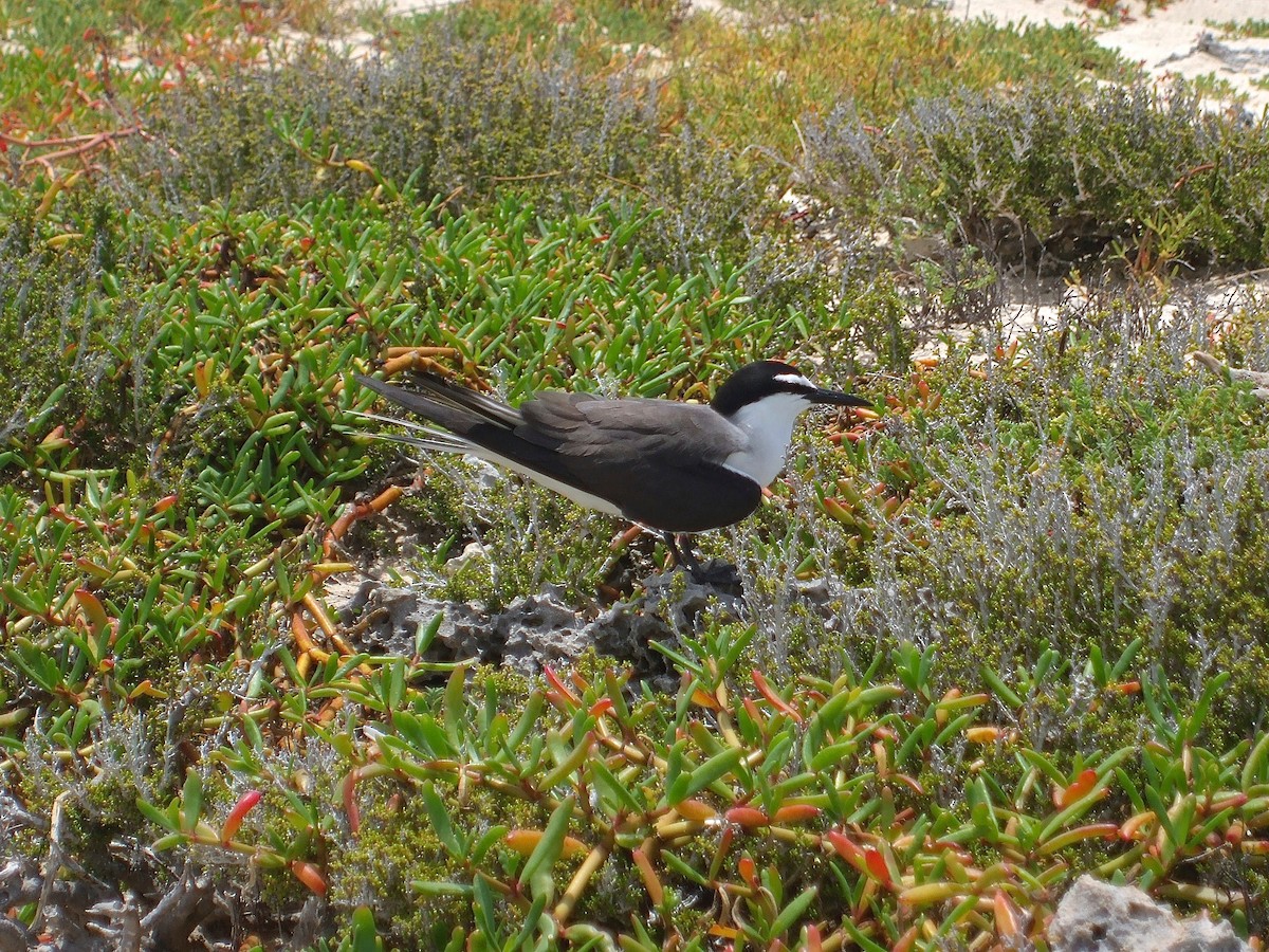 Bridled Tern - ML301716801