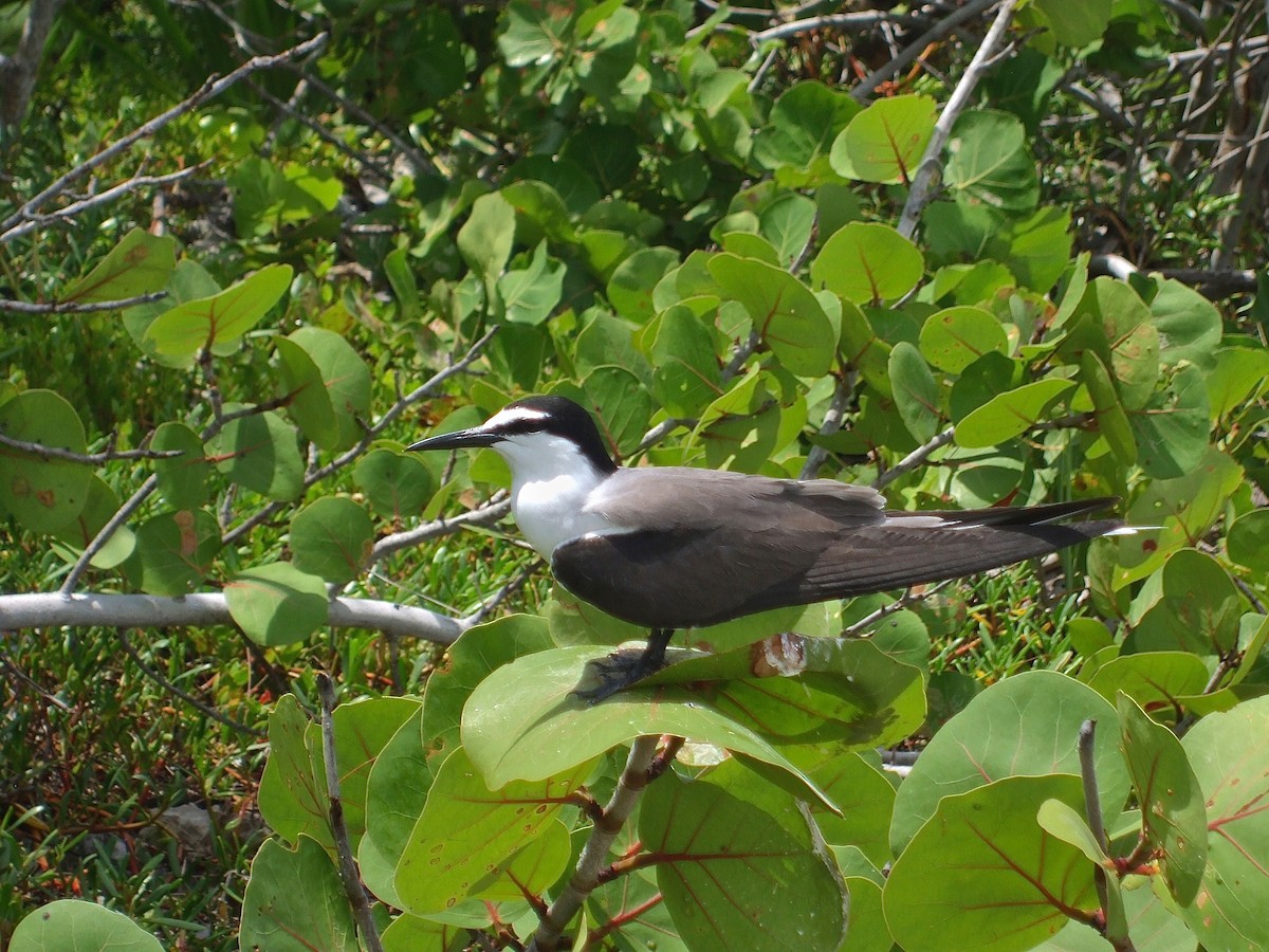 Bridled Tern - ML301716911