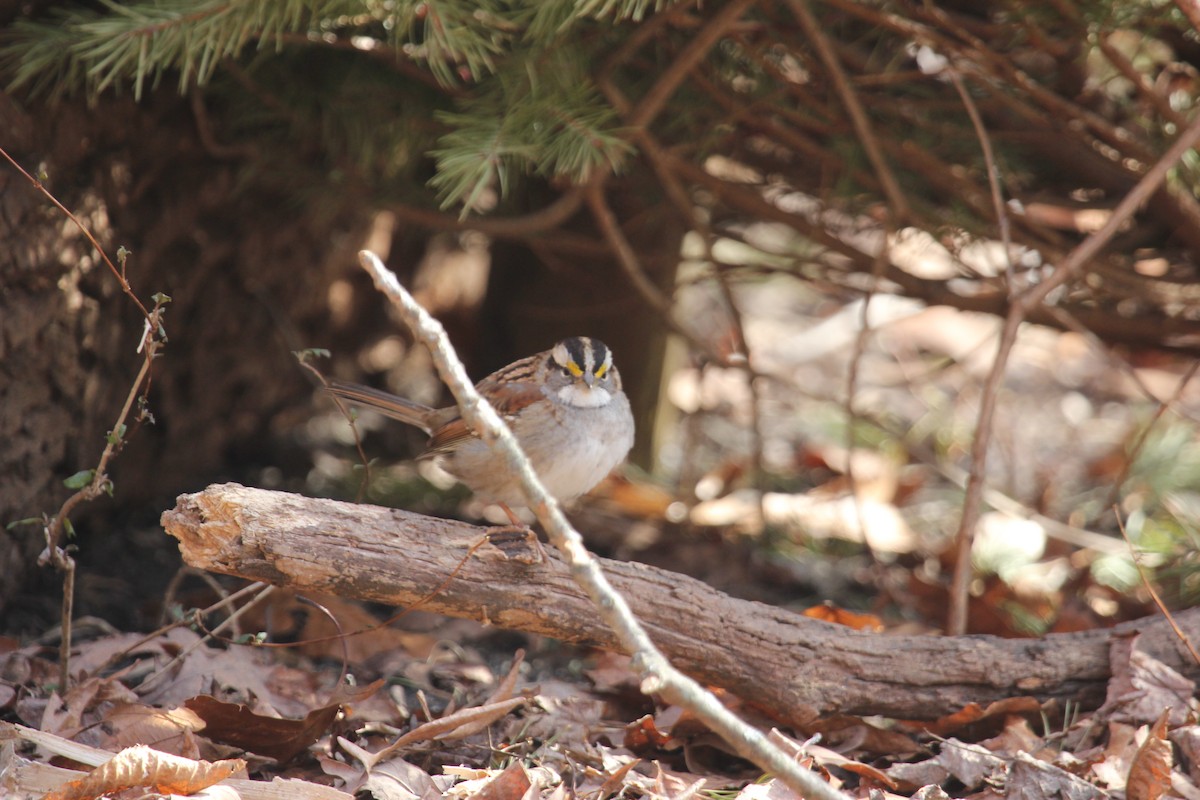 White-throated Sparrow - ML301718391