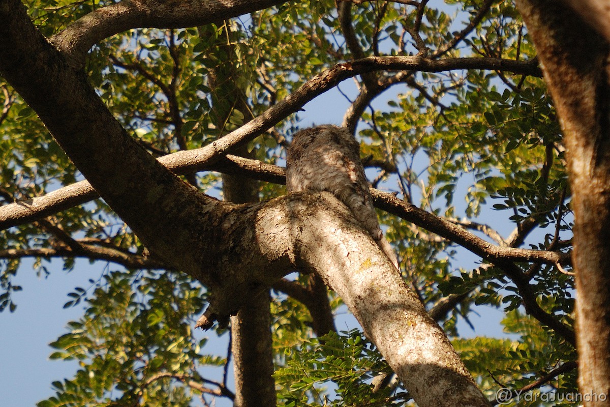 Great Potoo - Juan Escudero