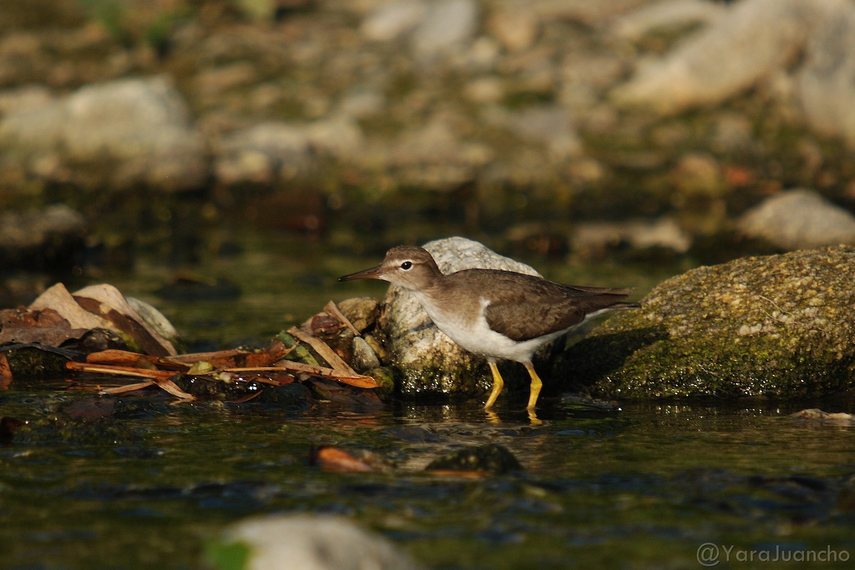 Spotted Sandpiper - ML301719011