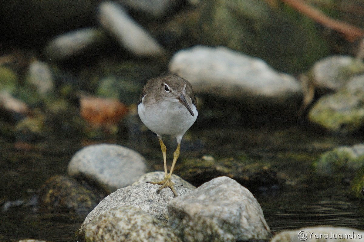 Spotted Sandpiper - ML301719091