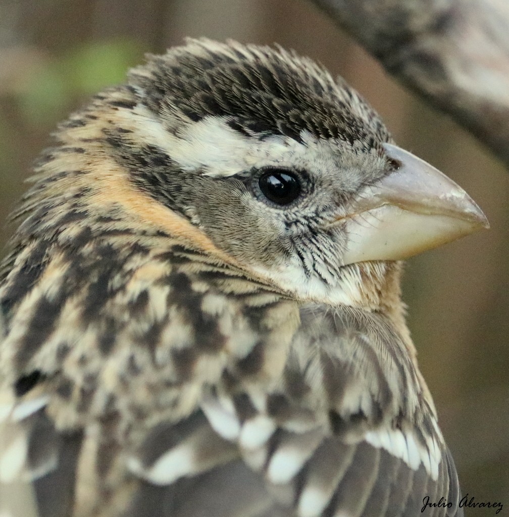 Black-headed Grosbeak - ML301719771