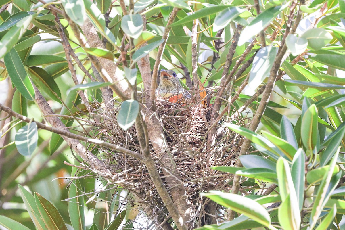 Satin Bowerbird - ML301720781