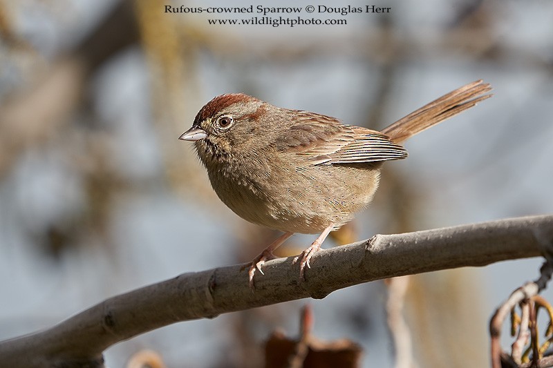Rufous-crowned Sparrow - Douglas Herr