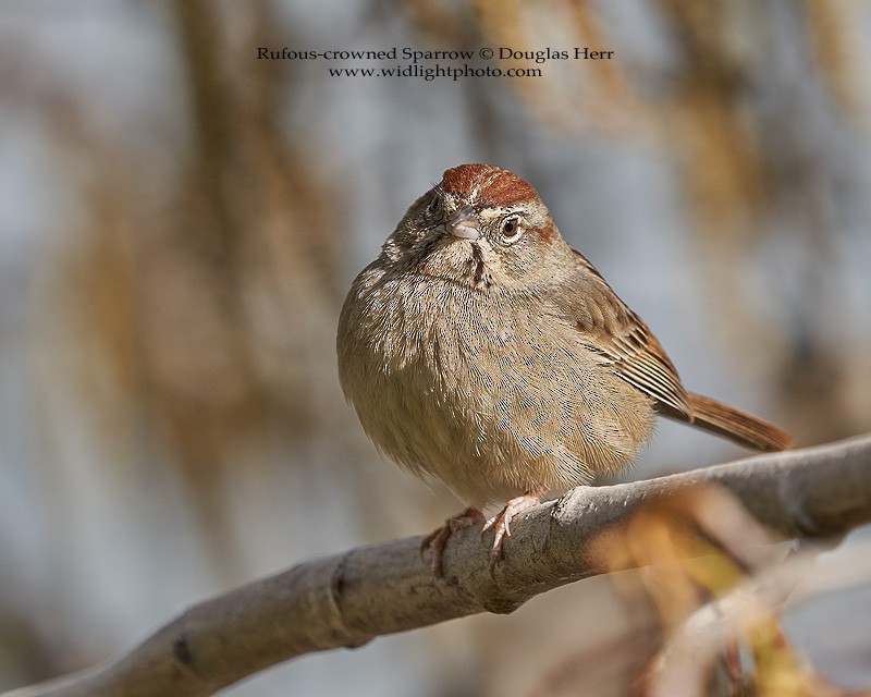 Rufous-crowned Sparrow - Douglas Herr