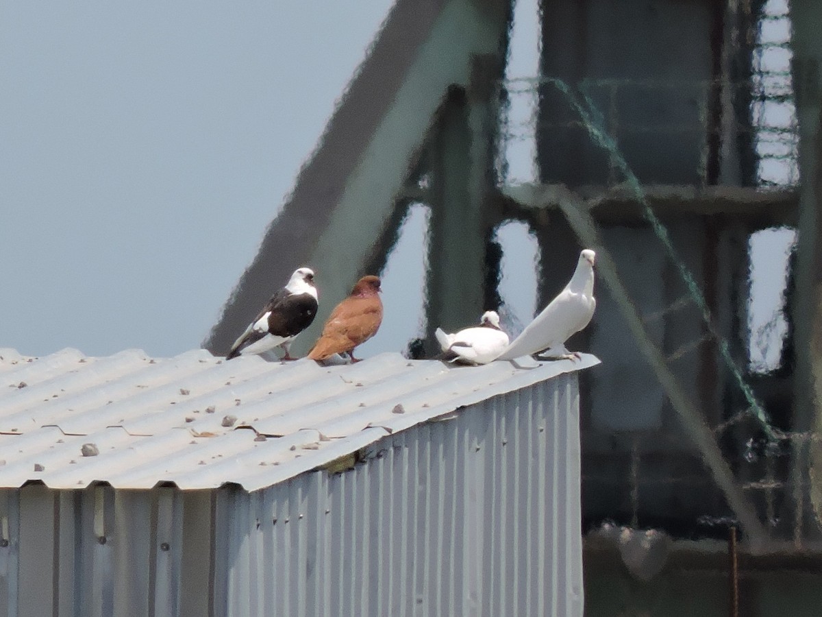 Rock Pigeon (Feral Pigeon) - ML301721771
