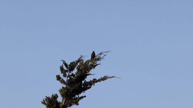 Merlin (columbarius) - ML301721951