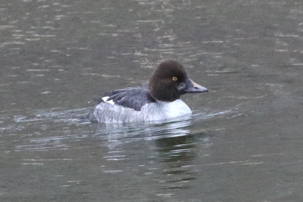 Common Goldeneye - ML301723141