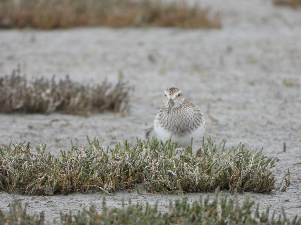 Pectoral Sandpiper - troy and karyn zanker