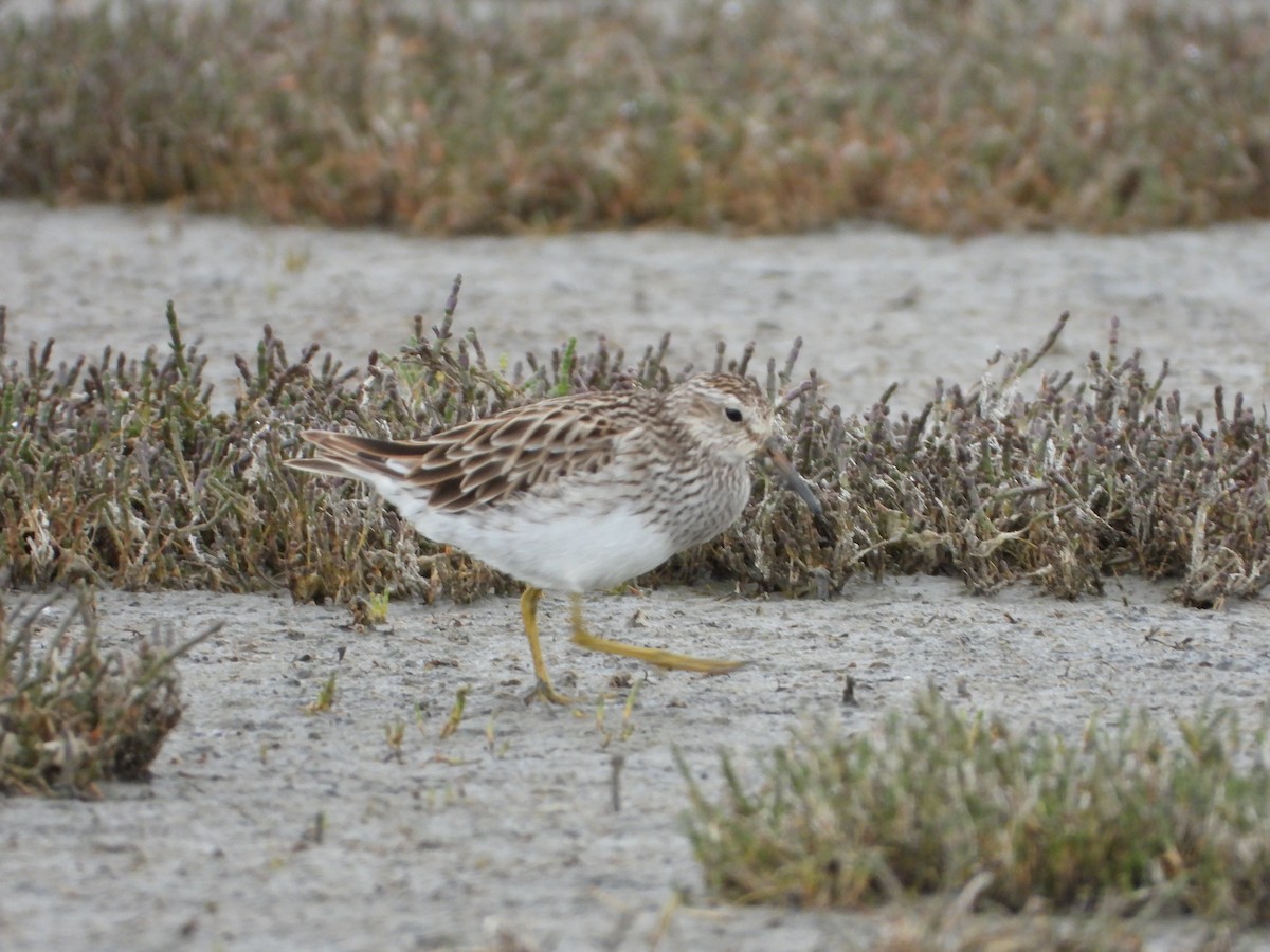 Graubrust-Strandläufer - ML301724461