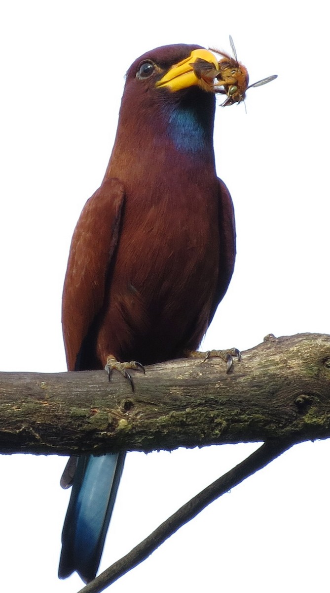 Blue-throated Roller - ML301724561