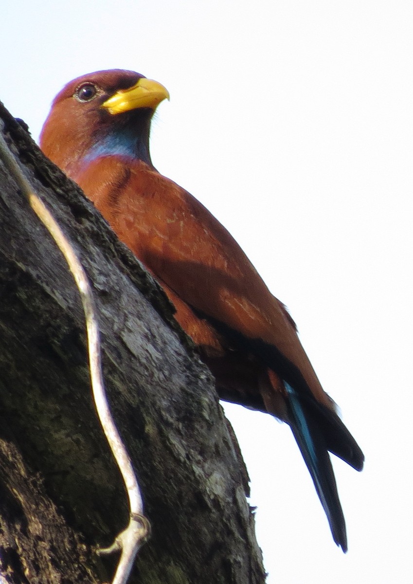 Blue-throated Roller - ML301724571