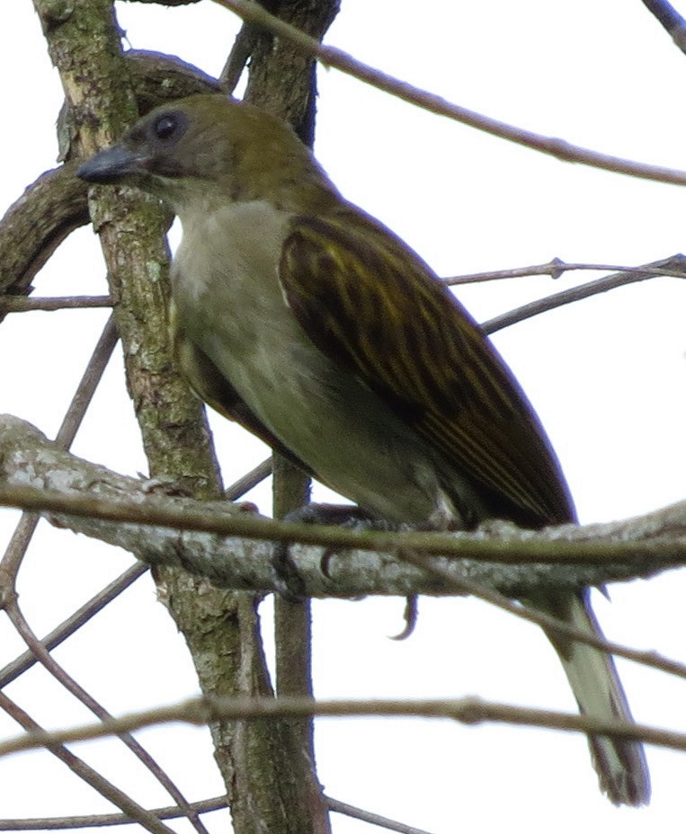 Lesser Honeyguide (Thick-billed) - ML301724591