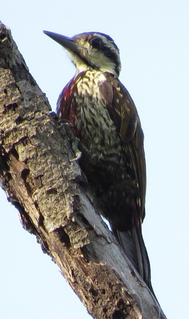 Fire-bellied Woodpecker - ML301724631