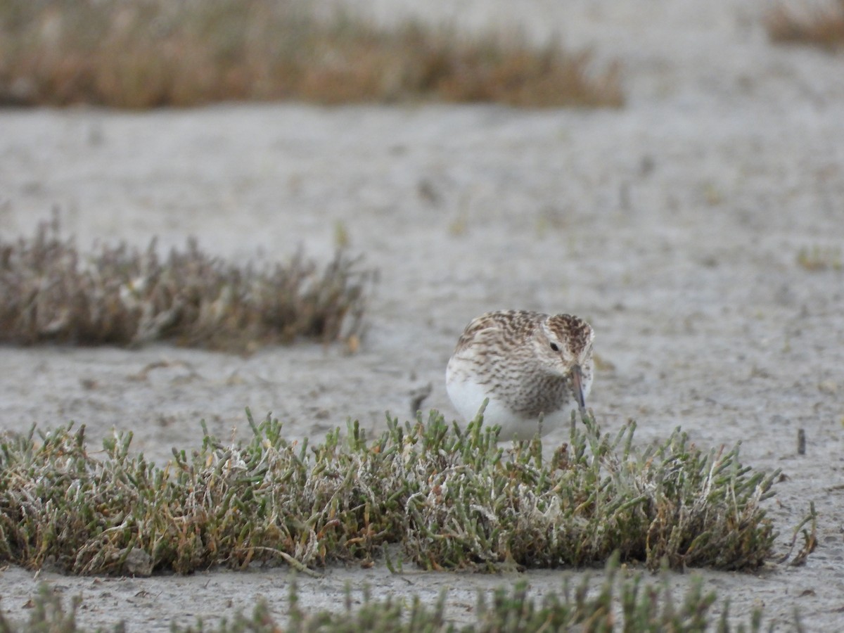 Graubrust-Strandläufer - ML301725241