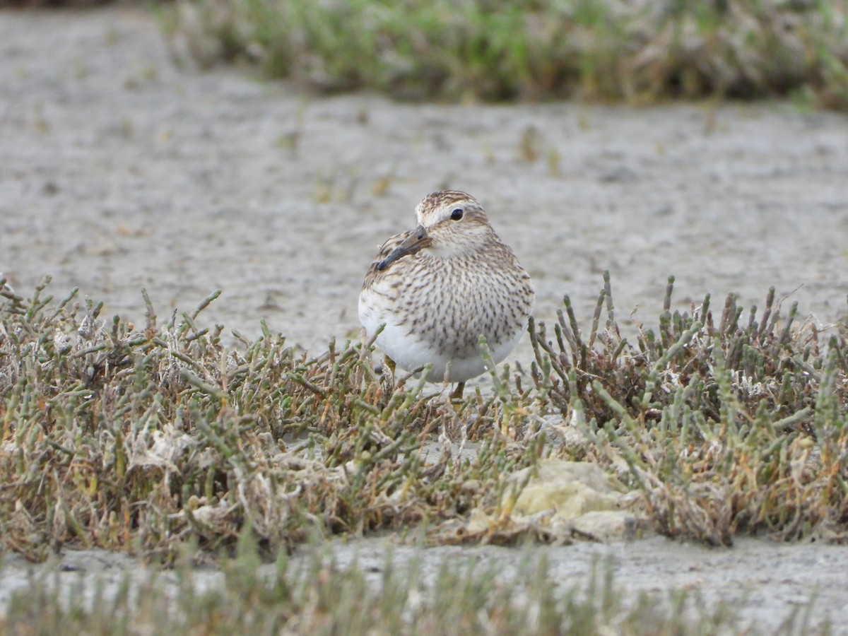 Graubrust-Strandläufer - ML301725431