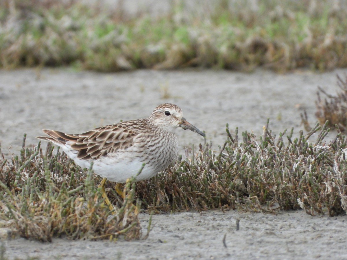 Graubrust-Strandläufer - ML301725801