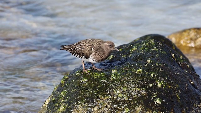 Black Turnstone - ML301726421