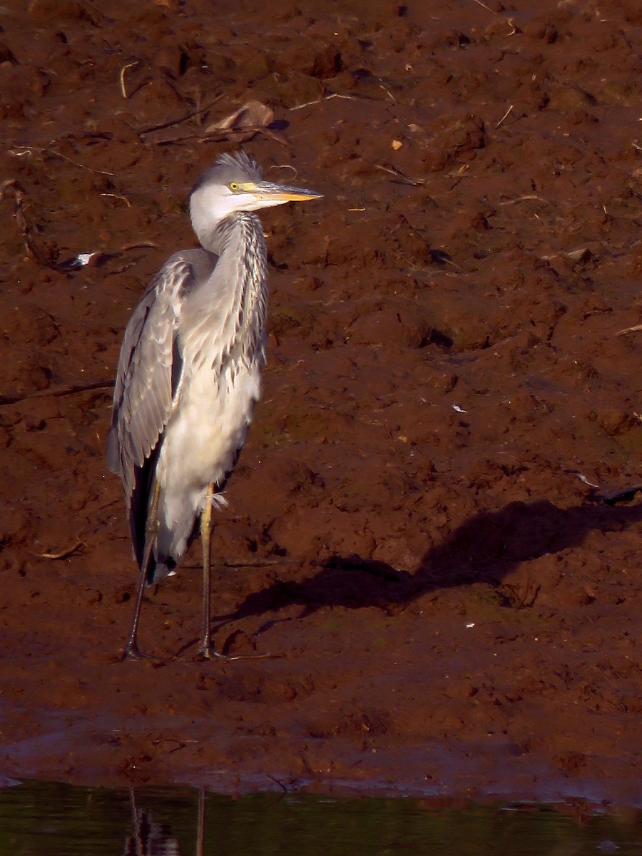 Gray Heron - ML301726971