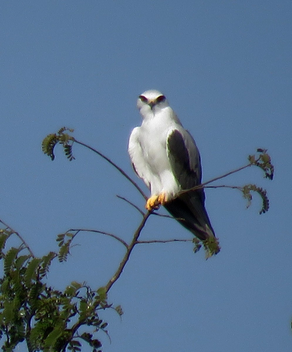 Black-winged Kite - ML301727491