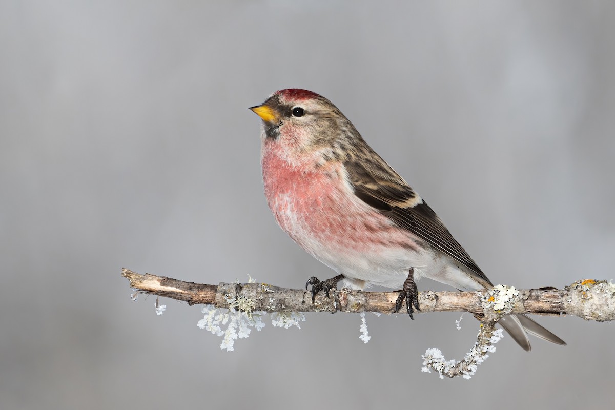 Redpoll (Common) - Mollie Ficker