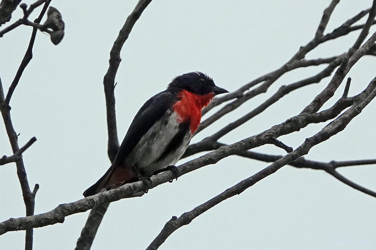 Mistletoebird - Roksana and Terry