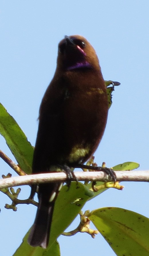 Carmelite Sunbird - Rich Hoyer