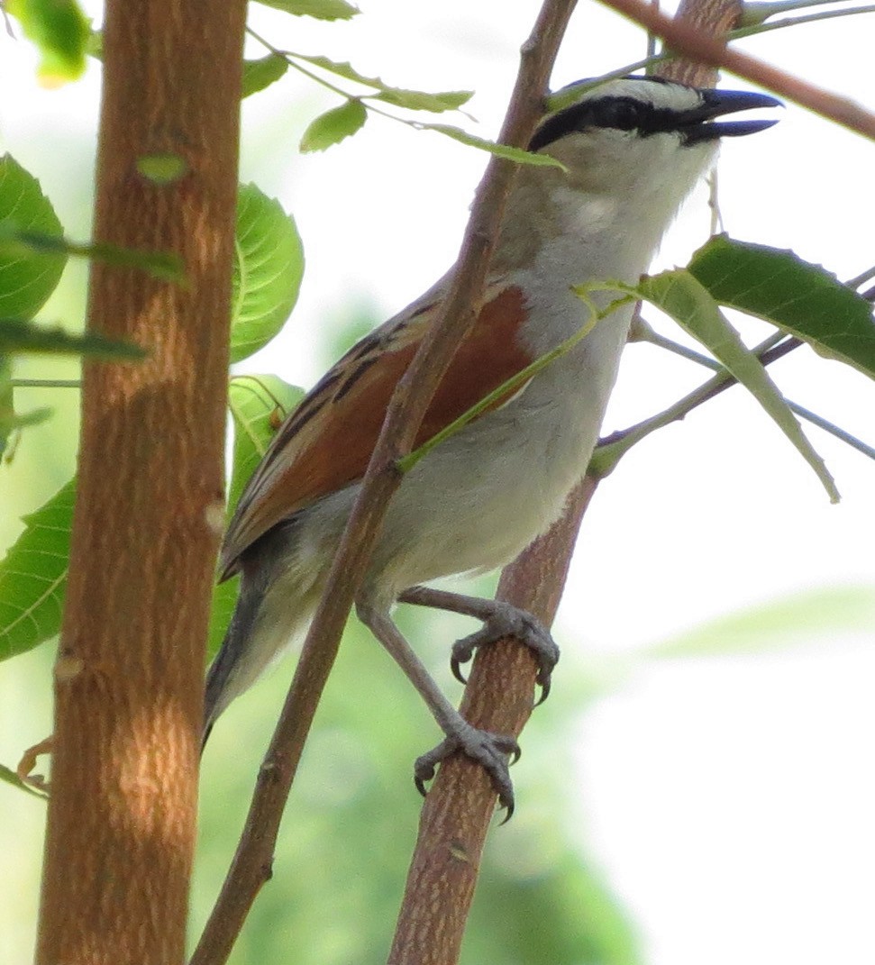 Black-crowned Tchagra - Rich Hoyer