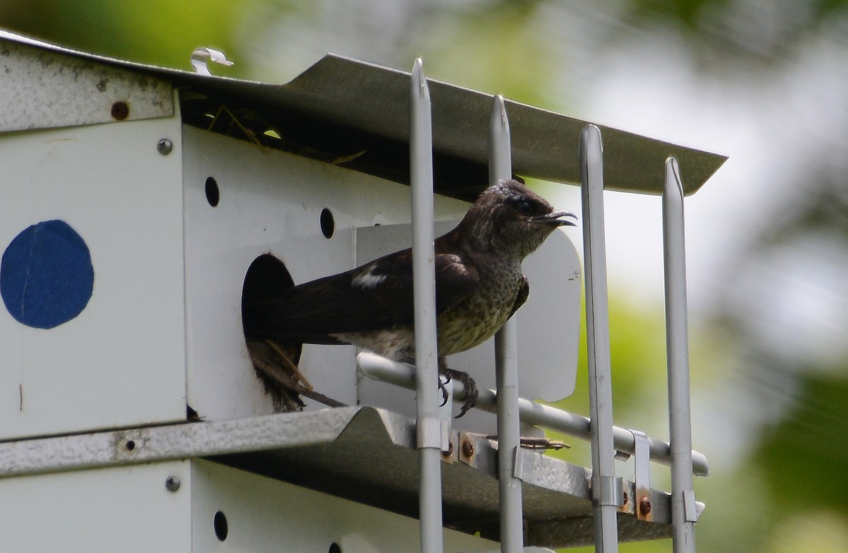 Golondrina Purpúrea - ML30173031